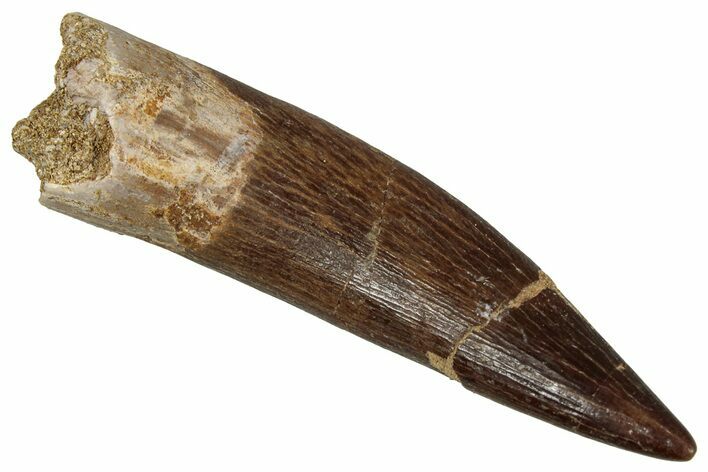 Fossil Plesiosaur (Zarafasaura) Tooth - Morocco #354716